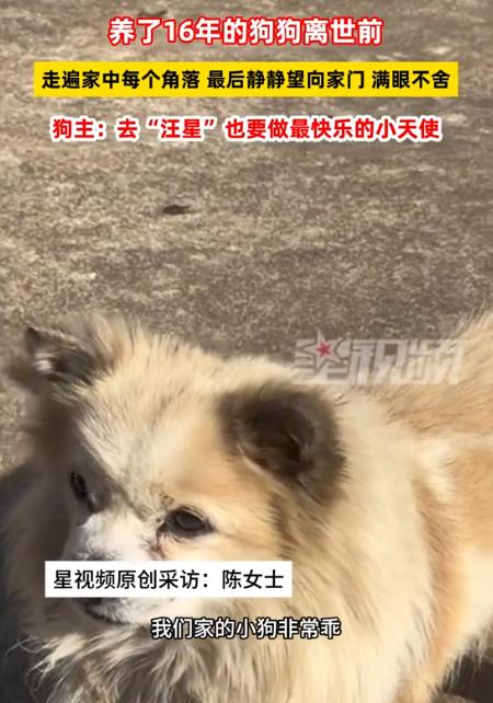 万物皆有灵，唯畜最知恩！在湘潭，陪伴女子16年的老狗在菜地里安静离世。女子下班回