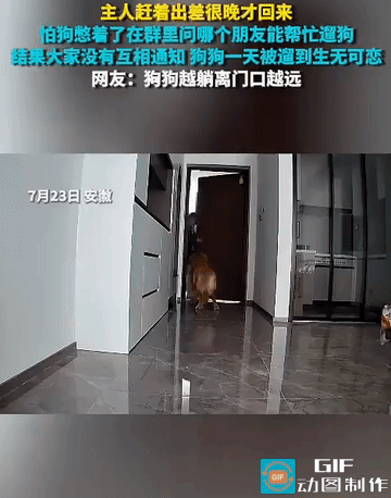 笑发财了！7月23日，安徽一只狗狗的主人出差很晚才能回家，怕它在家憋着了，就在群