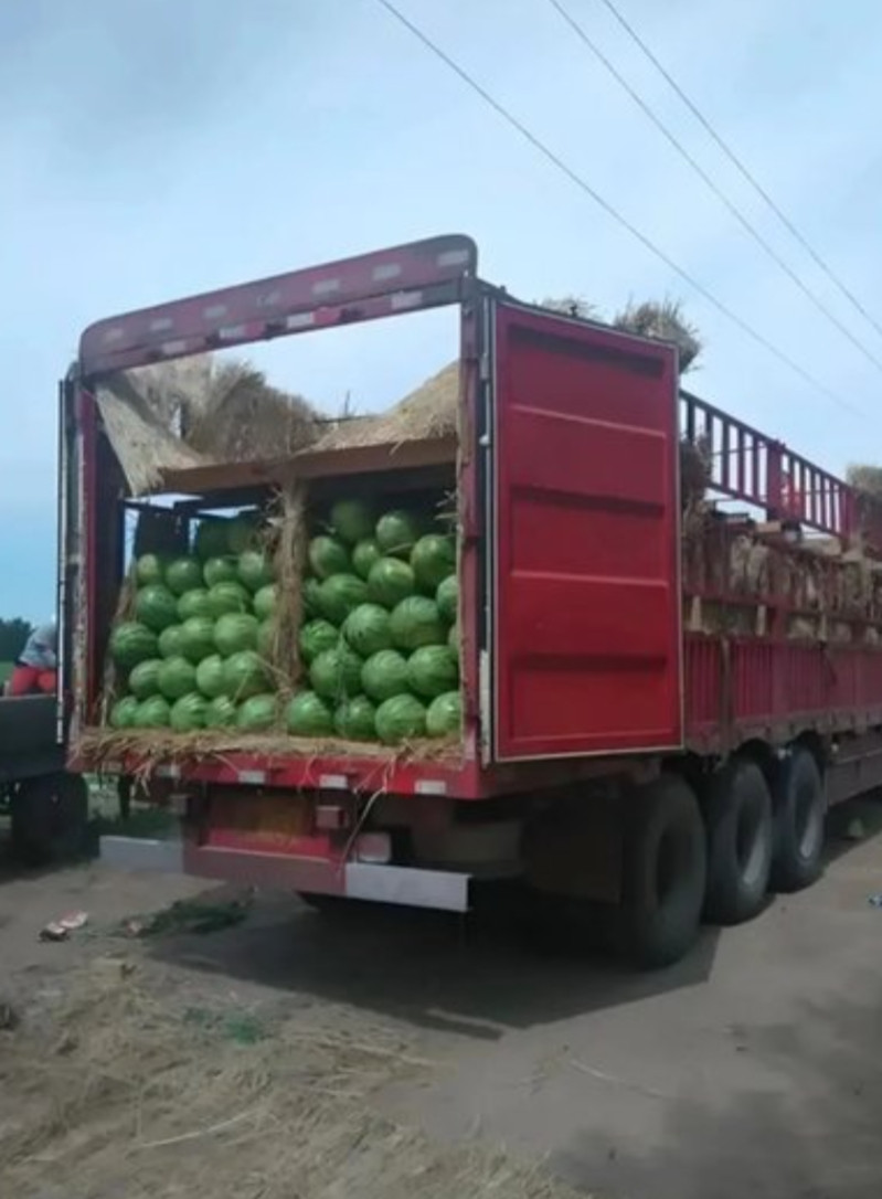 “拒赔不成立！”吉林，一男子运输6万斤西瓜，不幸发生交通事故，西瓜受损严重，加上