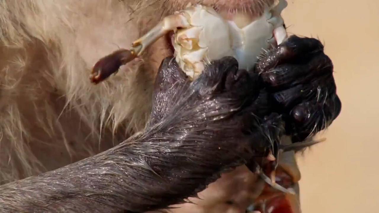 超百只海鲜吃出痛风！食蟹猴的惊人饮食习惯