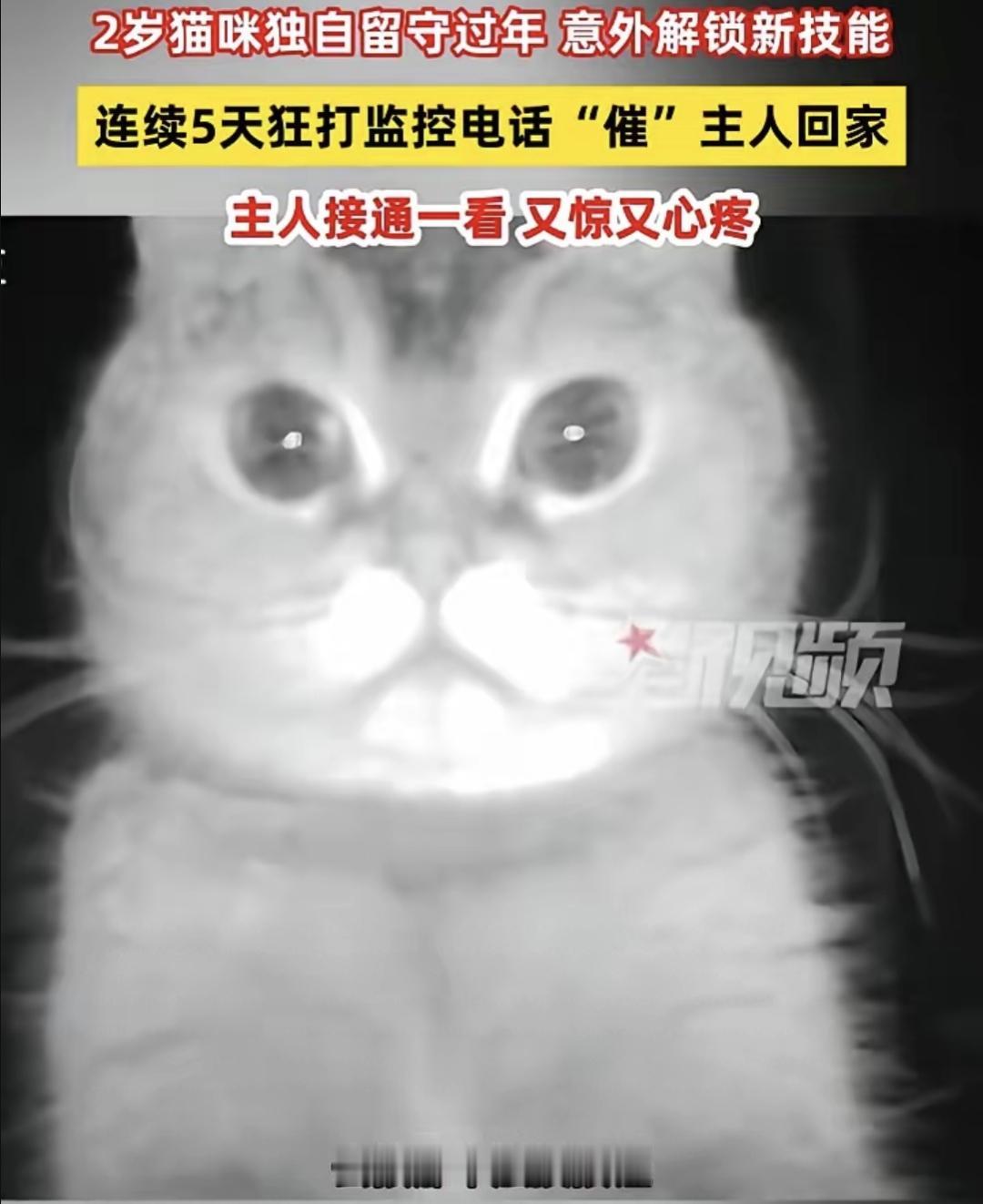 前两天刷到宁波一个视频，一只两岁黑猫，主人回东北老家，雇人每天上门喂。家里装的是