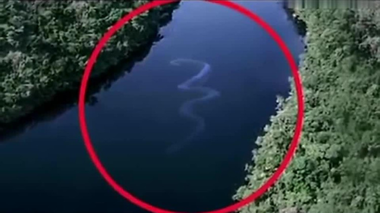 疑似100米长巨型蟒蛇曾现亚马逊河流