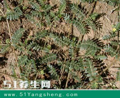 农村一种神奇野草, 碰一下让你“哭笑不得”, 却是平肝明目的良药