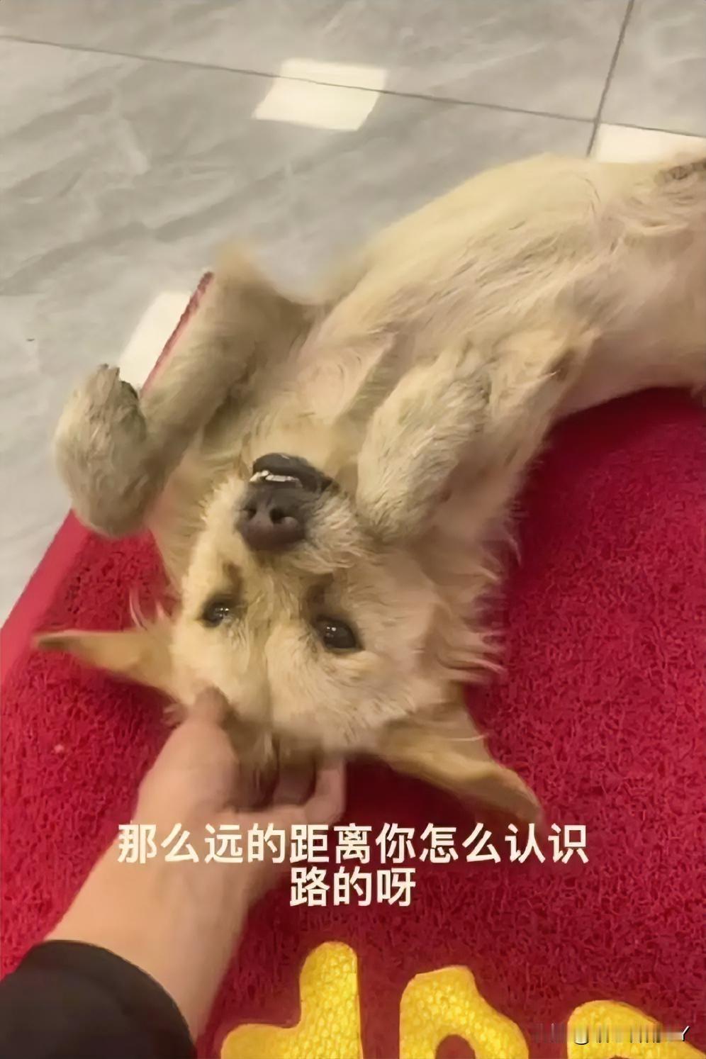 小黄原本是一只流浪狗,女子为它寻得领养人后,它坐着汽车去了50多公里外的新领养人