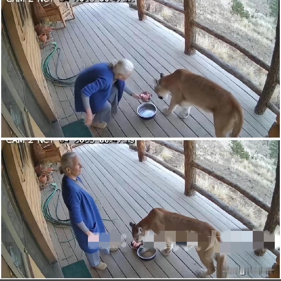 奶奶误把美洲狮当成流浪猫喂养，逢人便夸那只“猫”个头大又强壮，儿子通过监控才发现
