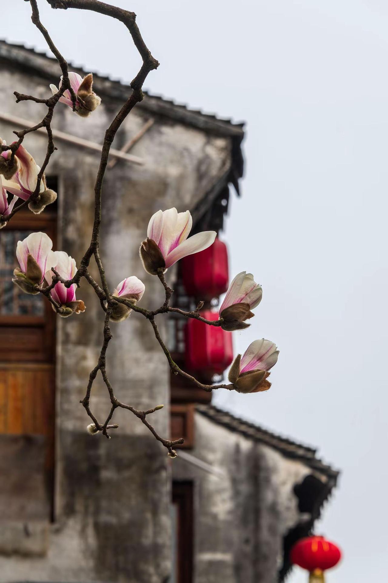 周庄。周庄摄影我的摄影日记摄影师镜头下的东方美学原创作品