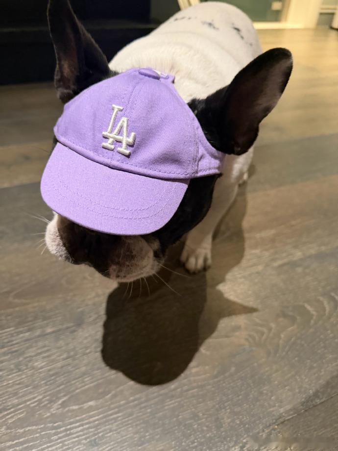 鹿晗的宠物合照太吸睛！狗狗吐舌舔他手背，猫咪舔毛配合入镜，互动感拉满