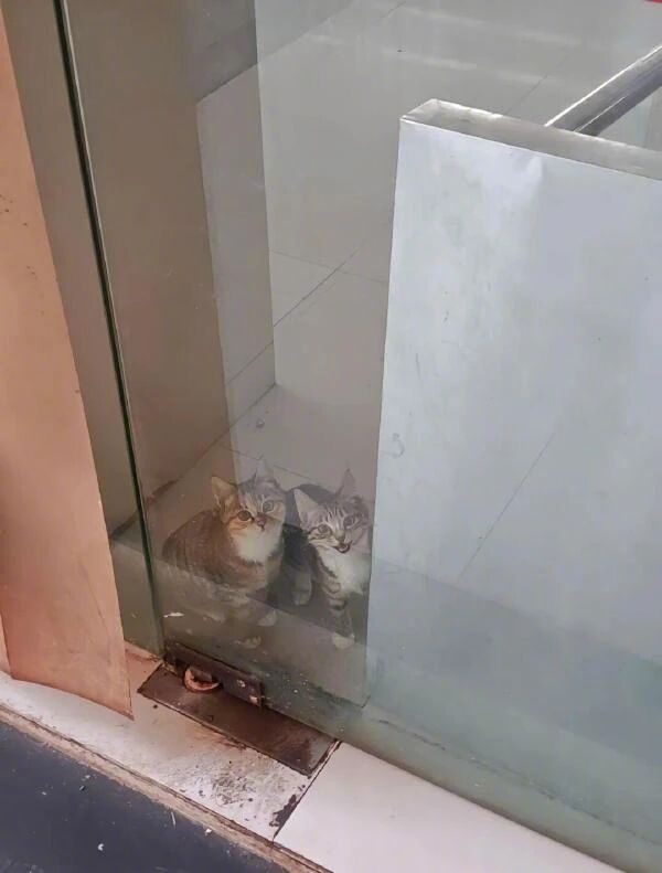 这两只也太可爱了这是雇用了童工吧？