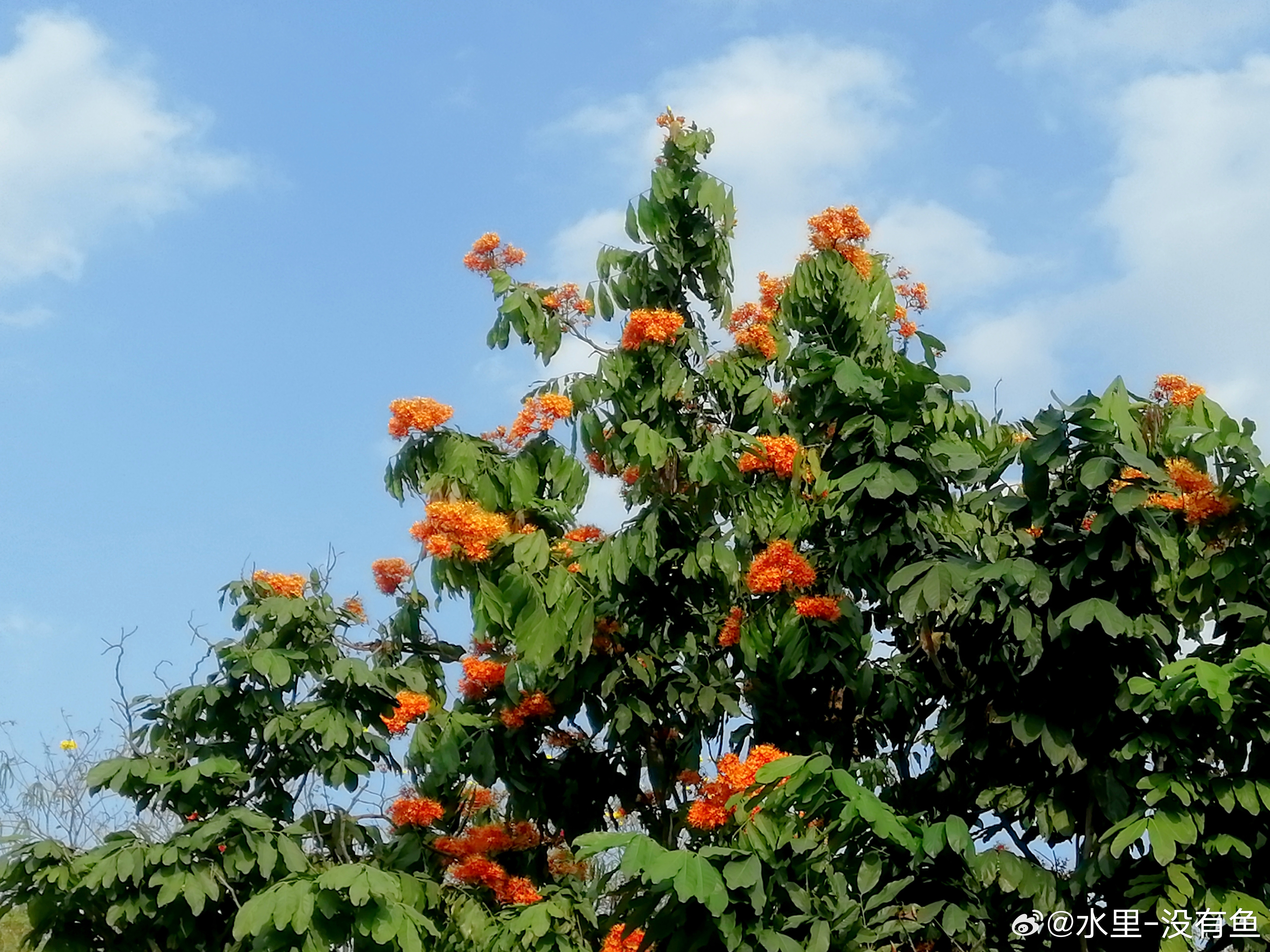 生活手记那些花儿无忧花开好好看，一切美好正在发生。手机摄影