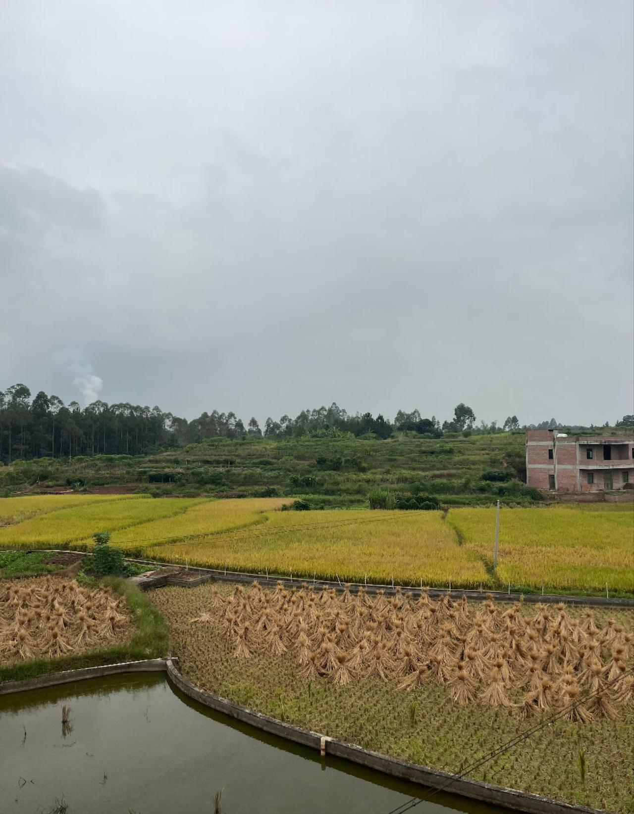 今日运势：乙巳年丁亥月庚辰日2025.11.7日鼠：小吉工作顺利牛：容