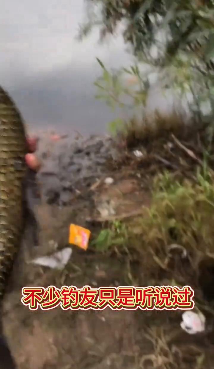 别急着点赞。那个让你偷着用的“白醋红薯鸡蛋”秘方，水下有双眼睛正盯着。红薯蒸