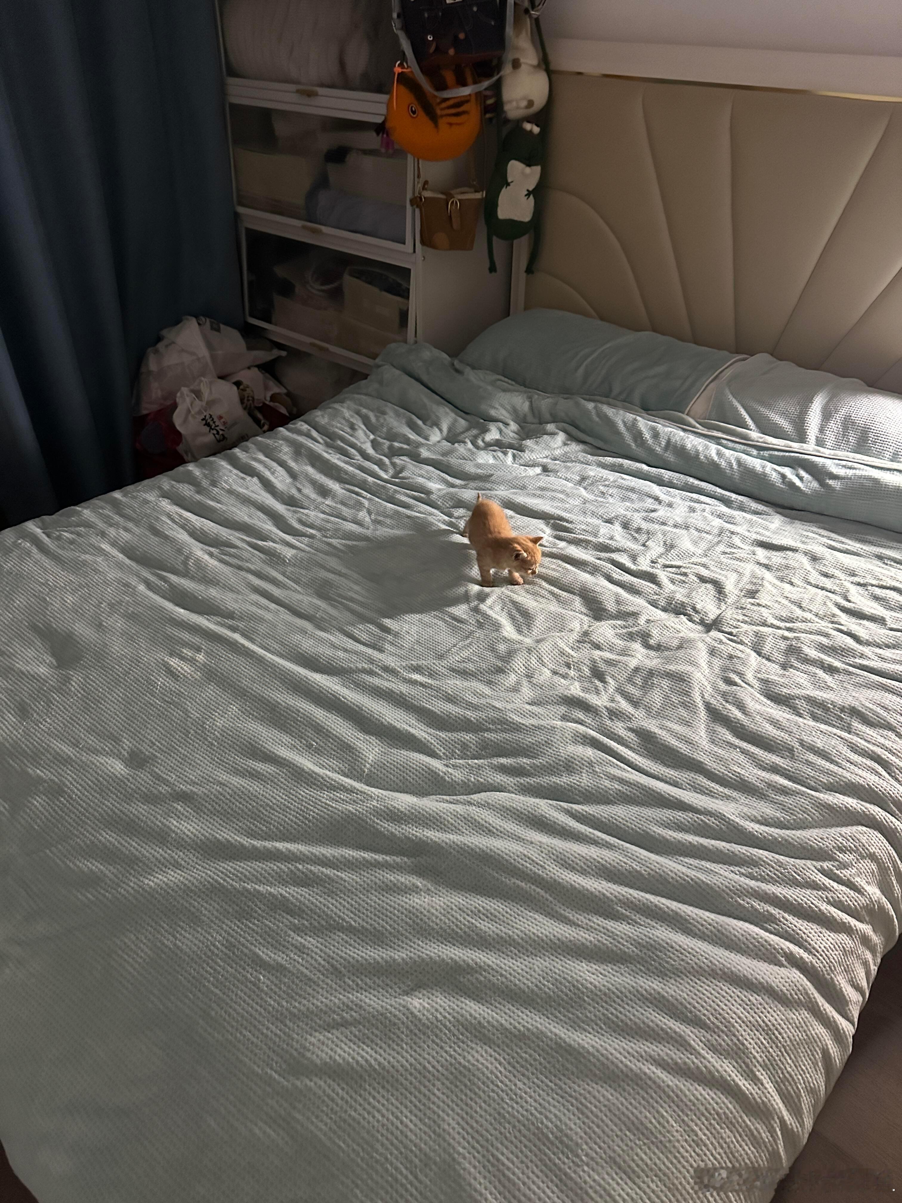 小小咪在大大的床...​​​