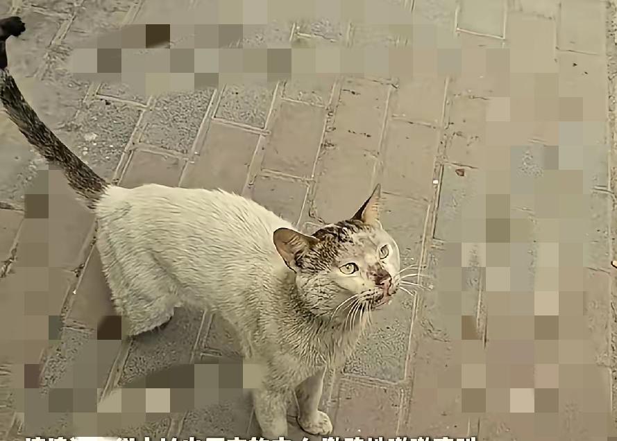 瞬间破防了！街头乞讨的流浪猫，竟然一眼认出了失散半年的主人😭