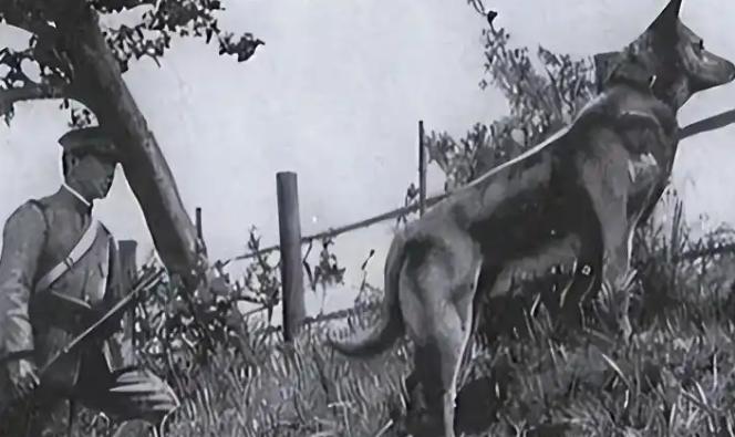 长辛店犬池里，一个十六七岁的八路军战士抬起手，狼狗竟在一瞬间停住并后退……193