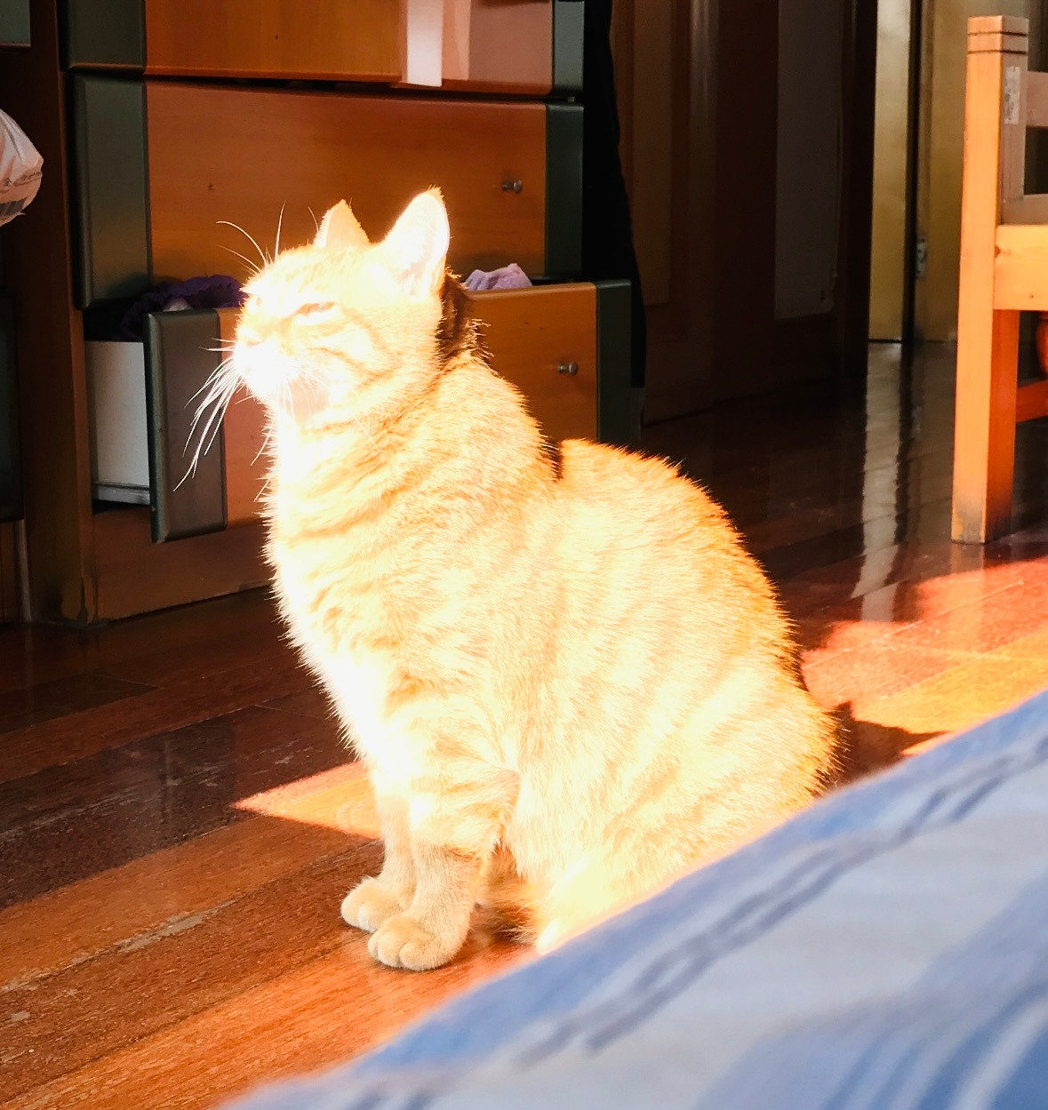 圣光猫神（8年前的照，努力对比了下比现在稍微苗条一些