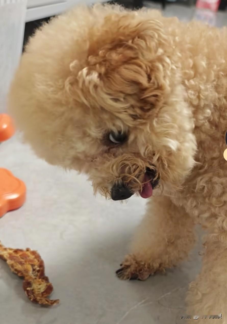 花大价钱买回来的宠物狗，身形小巧，脾气却不小，一碰到它就龇牙咧嘴，一副要咬人的架