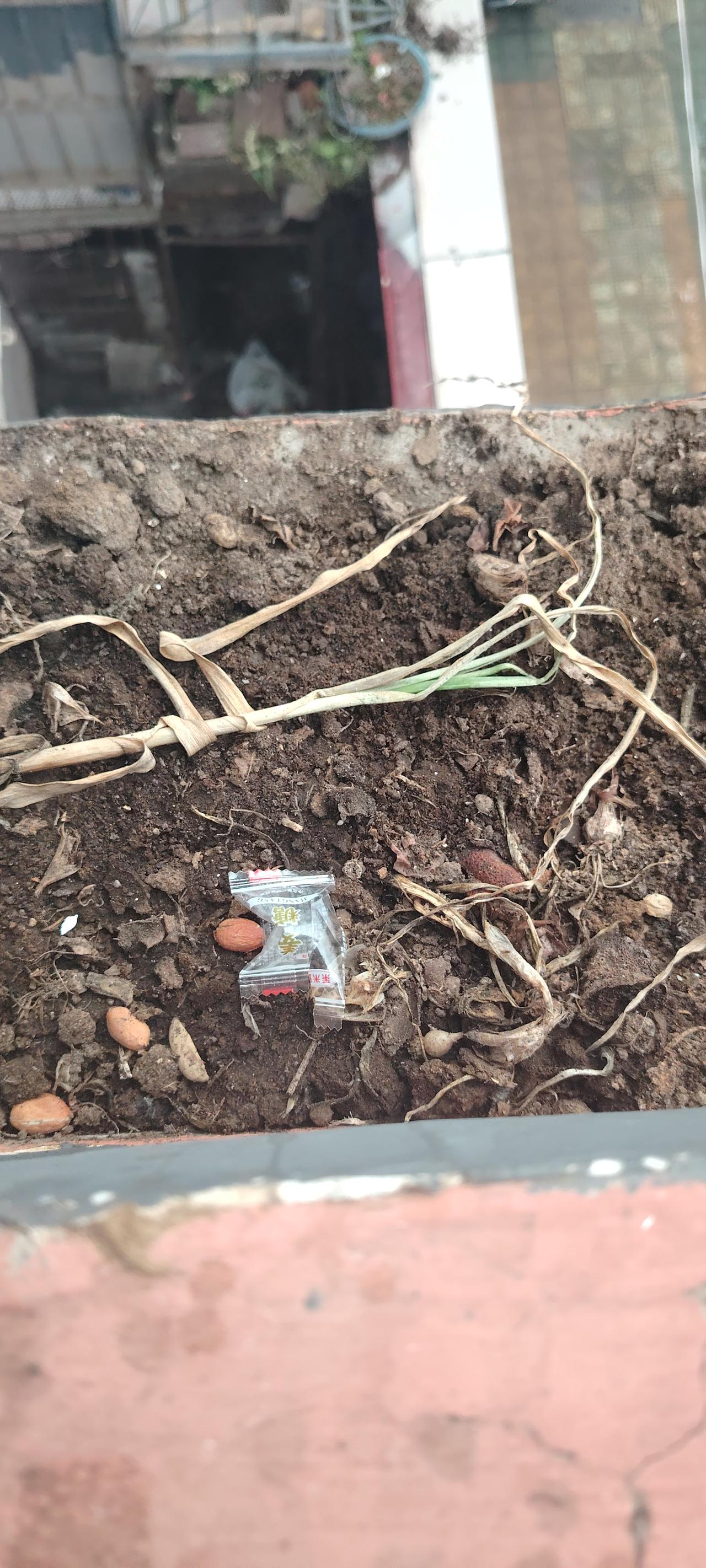 我爸非要在阳台上种菜，把烂水果丢在上面作肥料用。天气一热，密密麻麻一伙小飞虫，爸