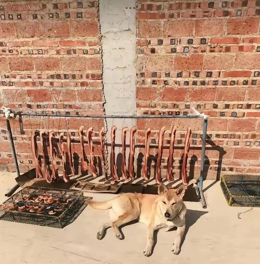 安徽有位女子晒了不少咸肉在外面，因外出有事，临走前唤来自家的狗，嘱咐道：“看好了