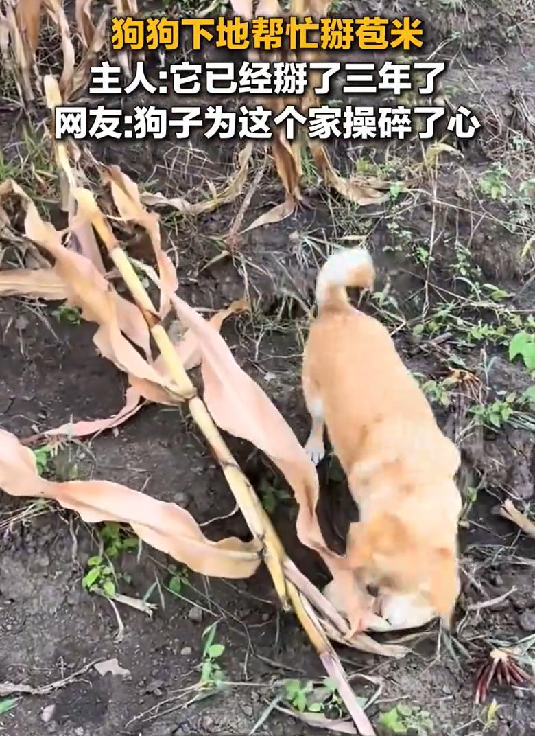 “这只狗火了！”黑龙江，女子家里到了掰玉米的季节，不过家里的狗子却比一家人都要着