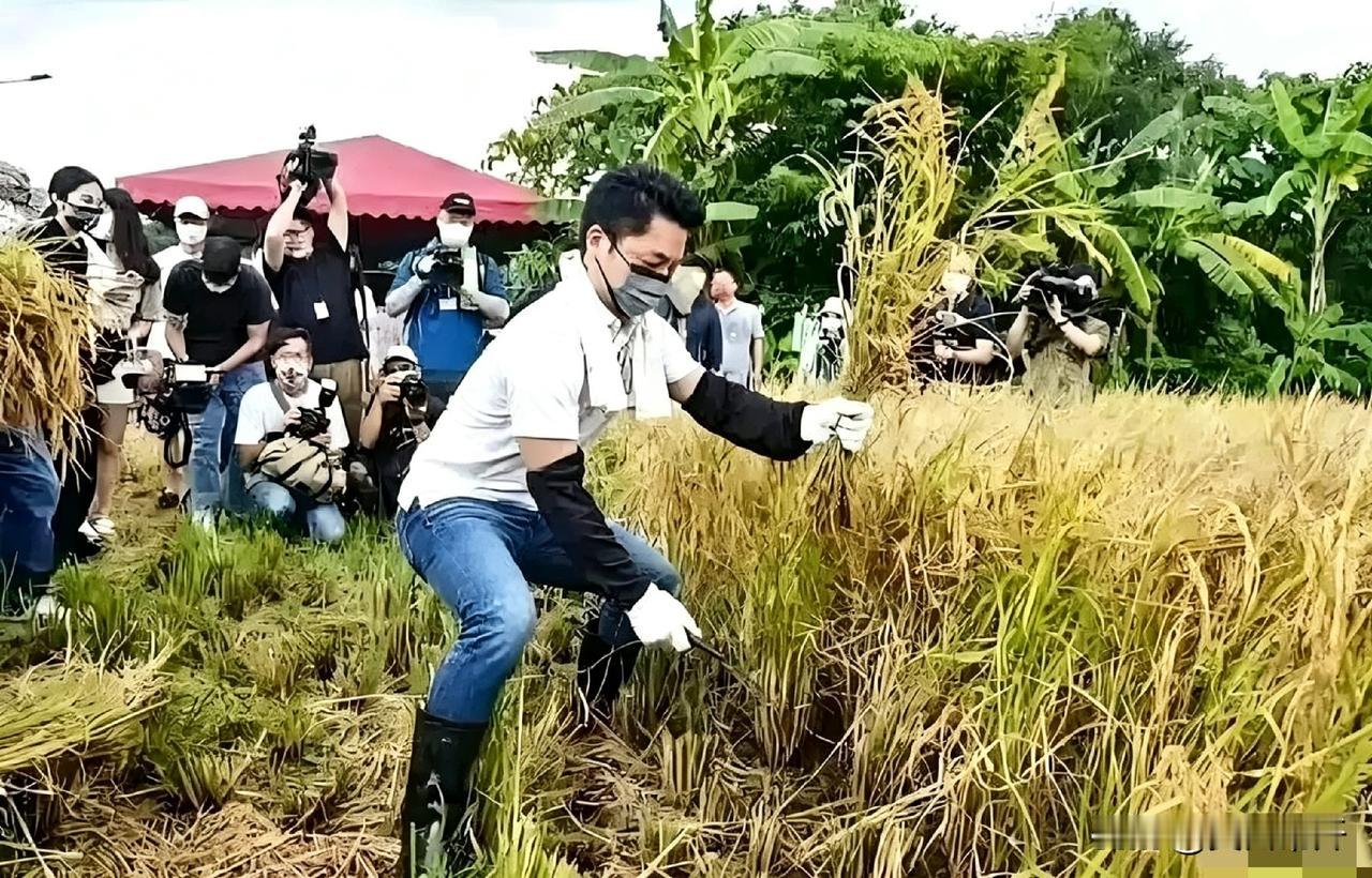 这张照片是蒋万安当台北市长那会儿拍的。他跑到乡下去割稻子，你看他这身打扮：雨靴蹬