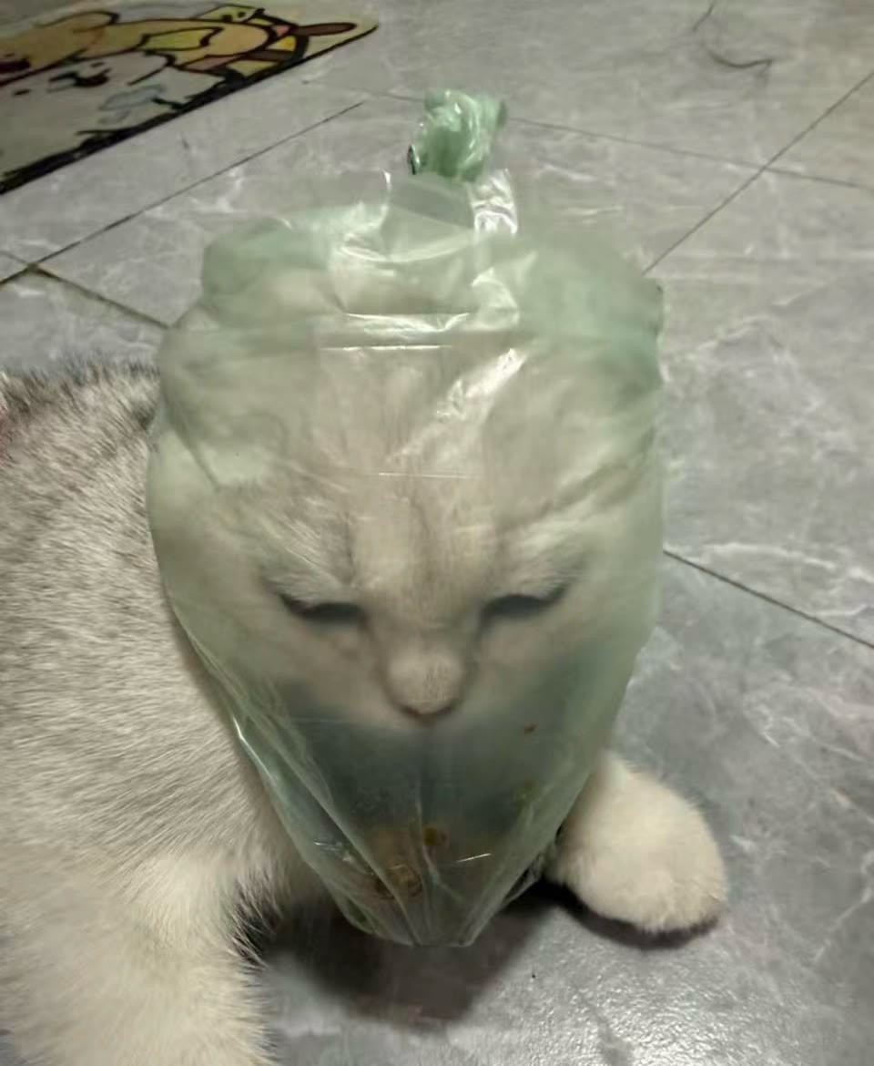 不听话的小猫咪要接受惩罚哦​​​