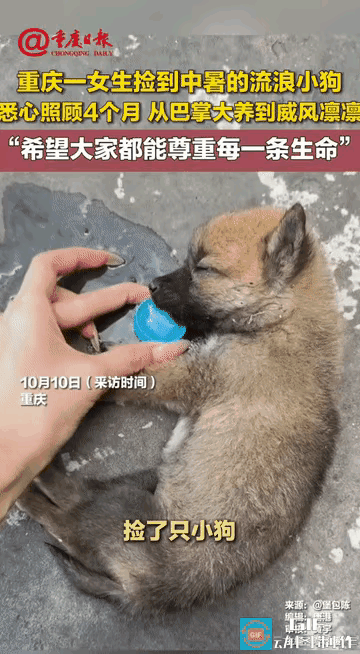 重庆40多度的天，女生街头撞见只巴掌大的流浪狗，中暑到奄奄一息，才1斤重连站都站