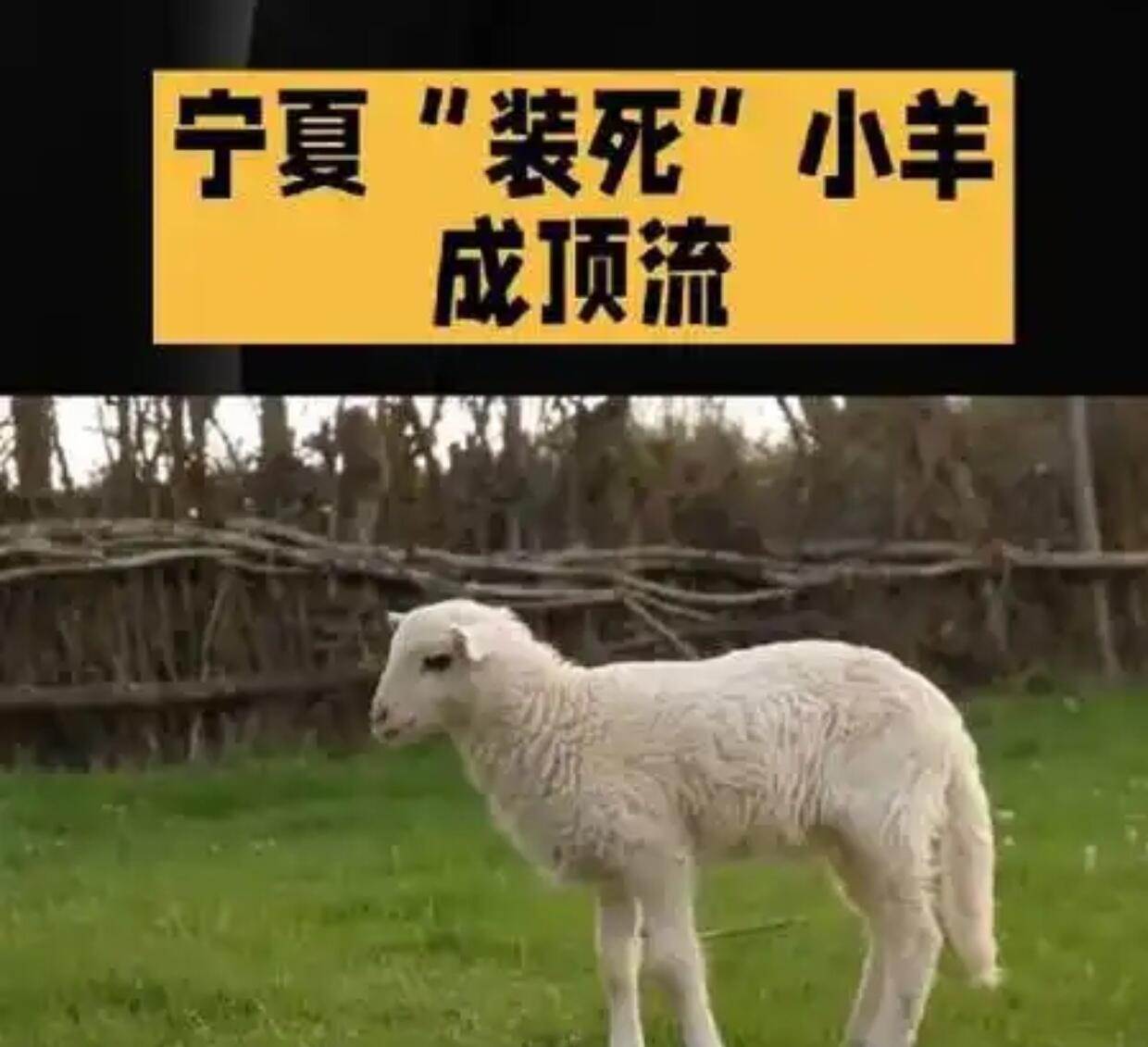 一只小羊能值30万？不是因为它会“装死”么，其实那是基因问题，一受刺激就全身发硬