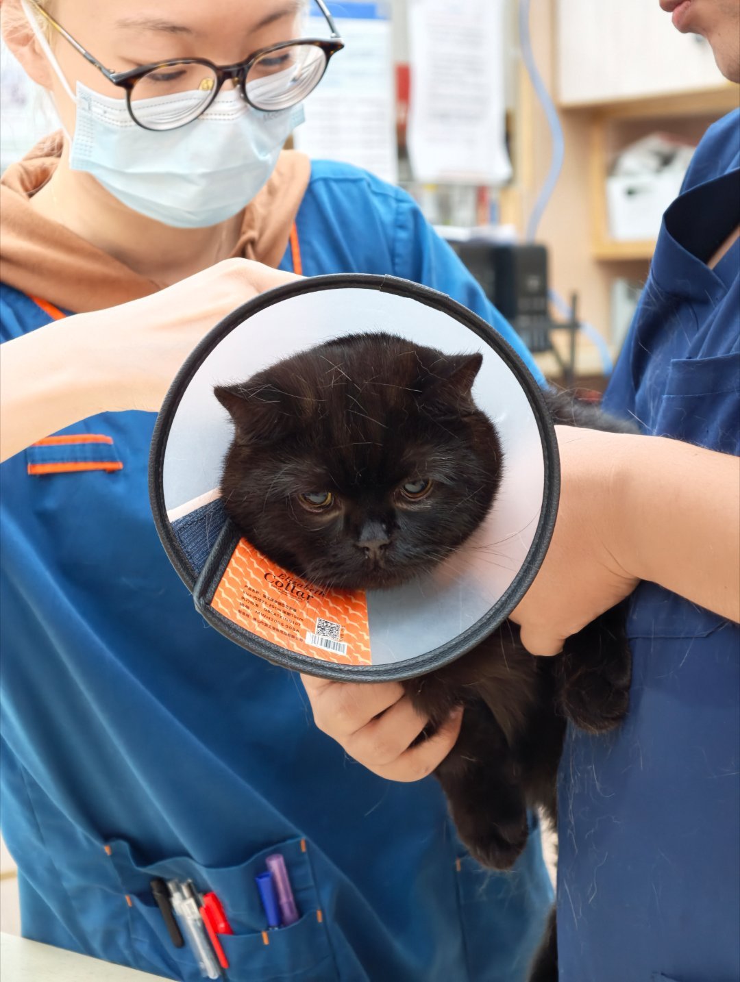一整天都泡在医院里。猫累我也累，而且我觉得他们开始恨我了。​​​