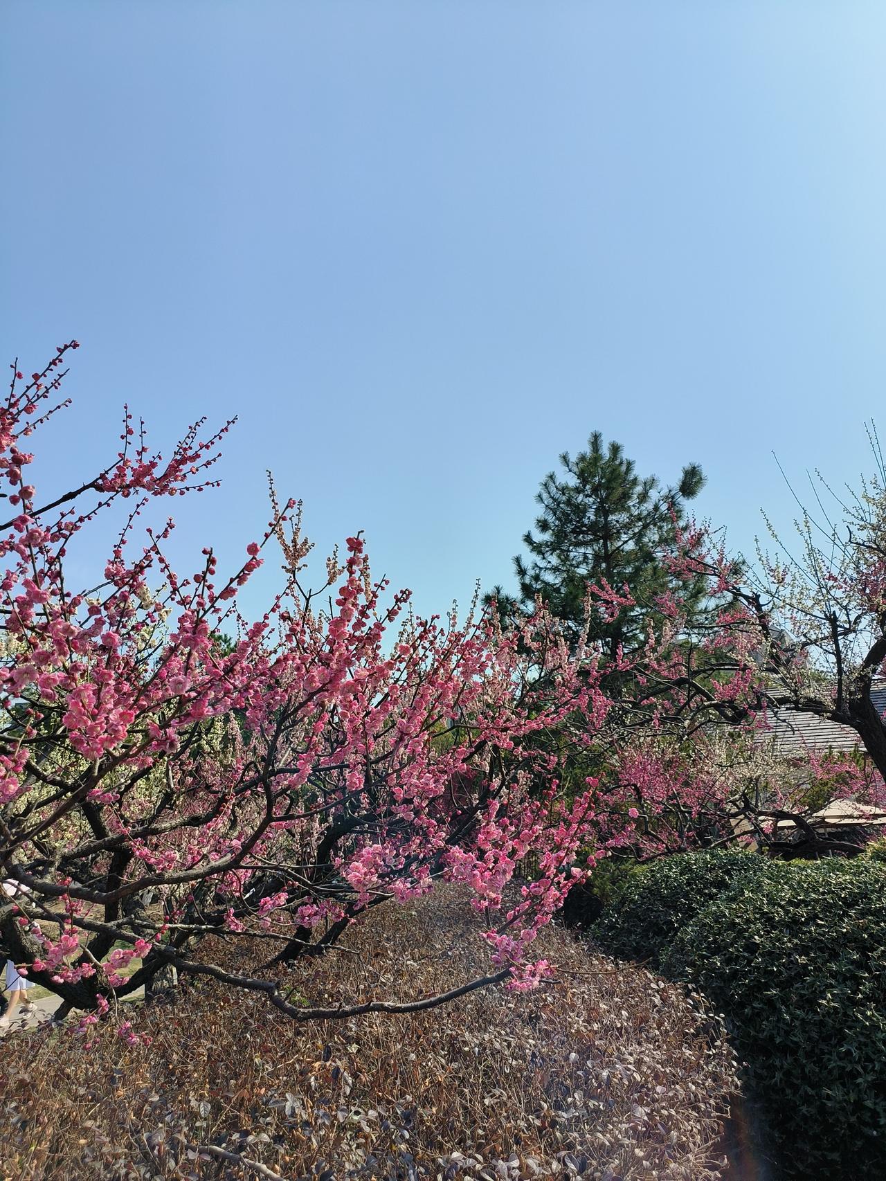 春日公园美景随手拍实景图分享！世纪公园走一圈~[玫瑰]