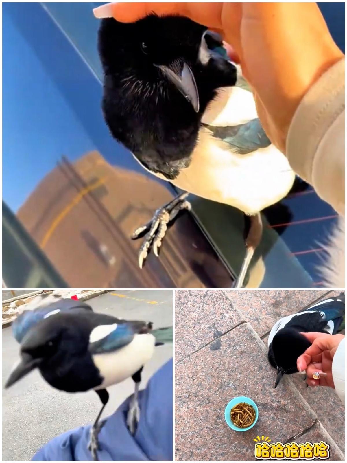 新疆的一位女子在公司楼下长期喂养一只野生喜鹊，没想到有一天她远远呼唤，喜鹊竟然蹦