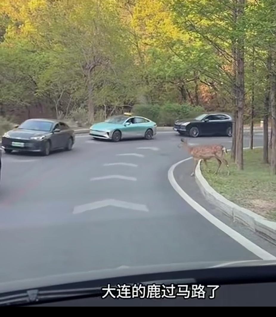 野生鹿🦌，评价了大连这座城市的文明程度。大连是一座三边环海；气候宜人；