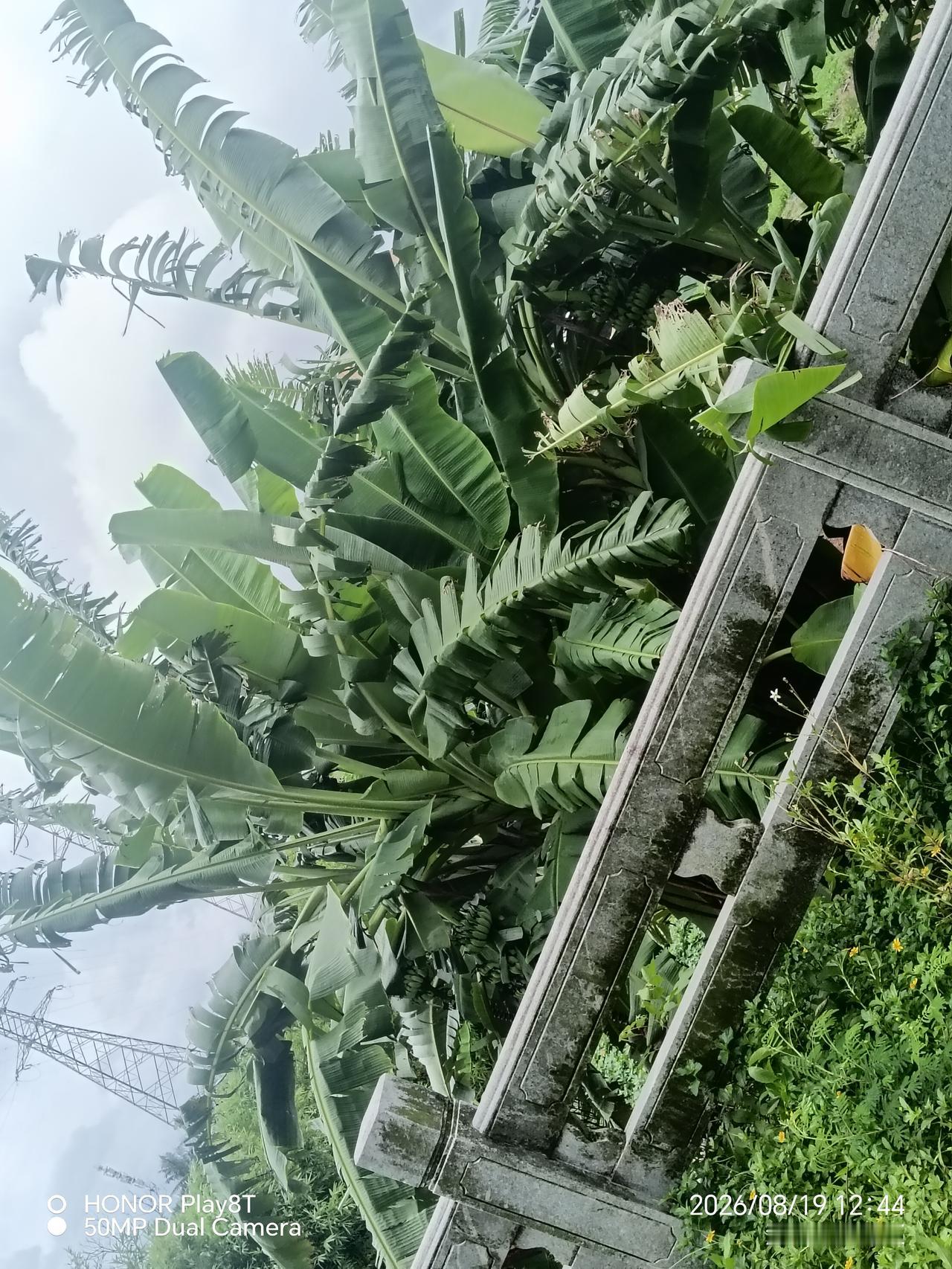 你能看到香蕉花和香蕉吗？