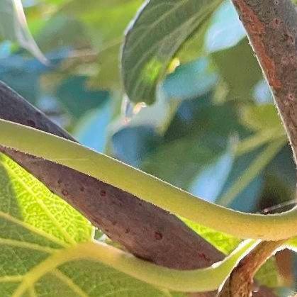 猕猴桃的种植方法一、种植地猕猴桃喜欢生活在凉爽的环境中,生长需要充足的光照,害怕