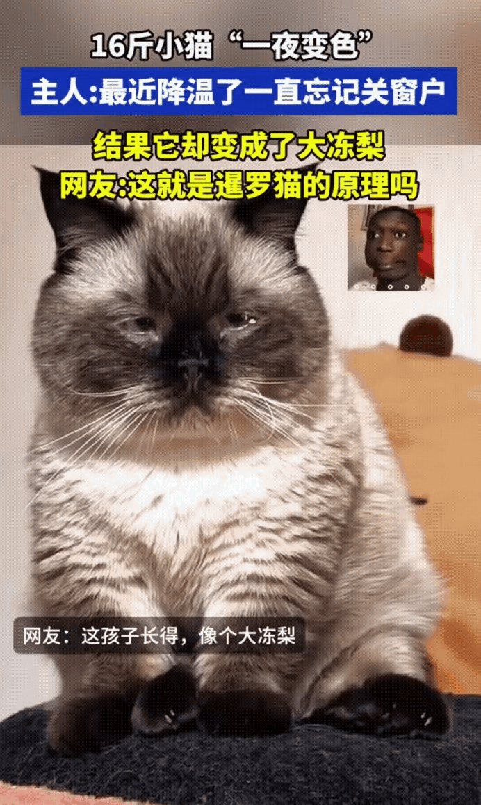 “这是啥原因？”女子养了小猫，平时一身白毛，圆滚滚的有十六斤重。前几天温度突然降