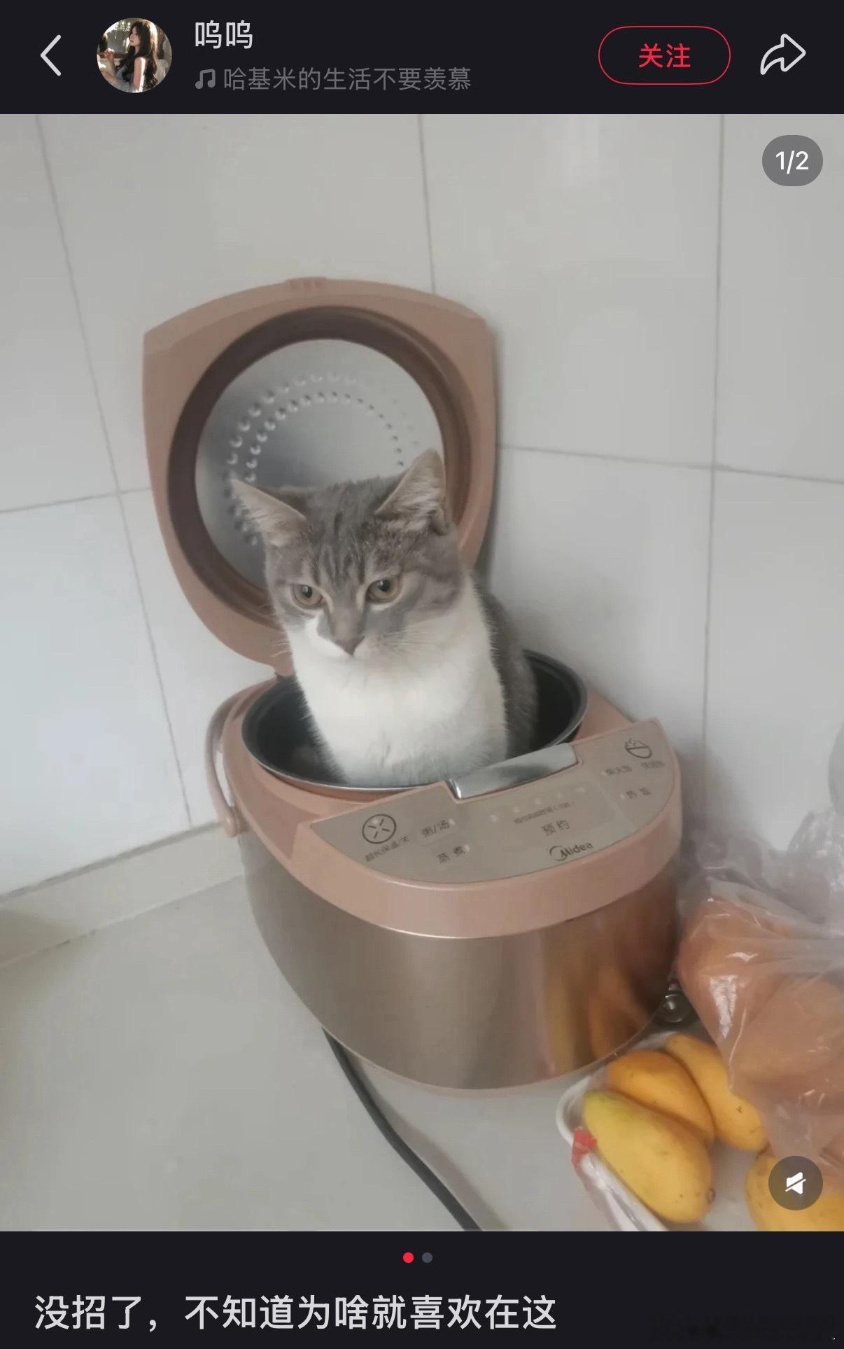 灶神猫猫