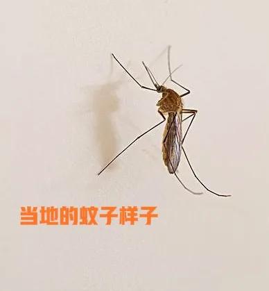 夏天到了，无论居家还是出行，人们都免不了与蚊子🦟打交道。如果想避免蚊子更多的
