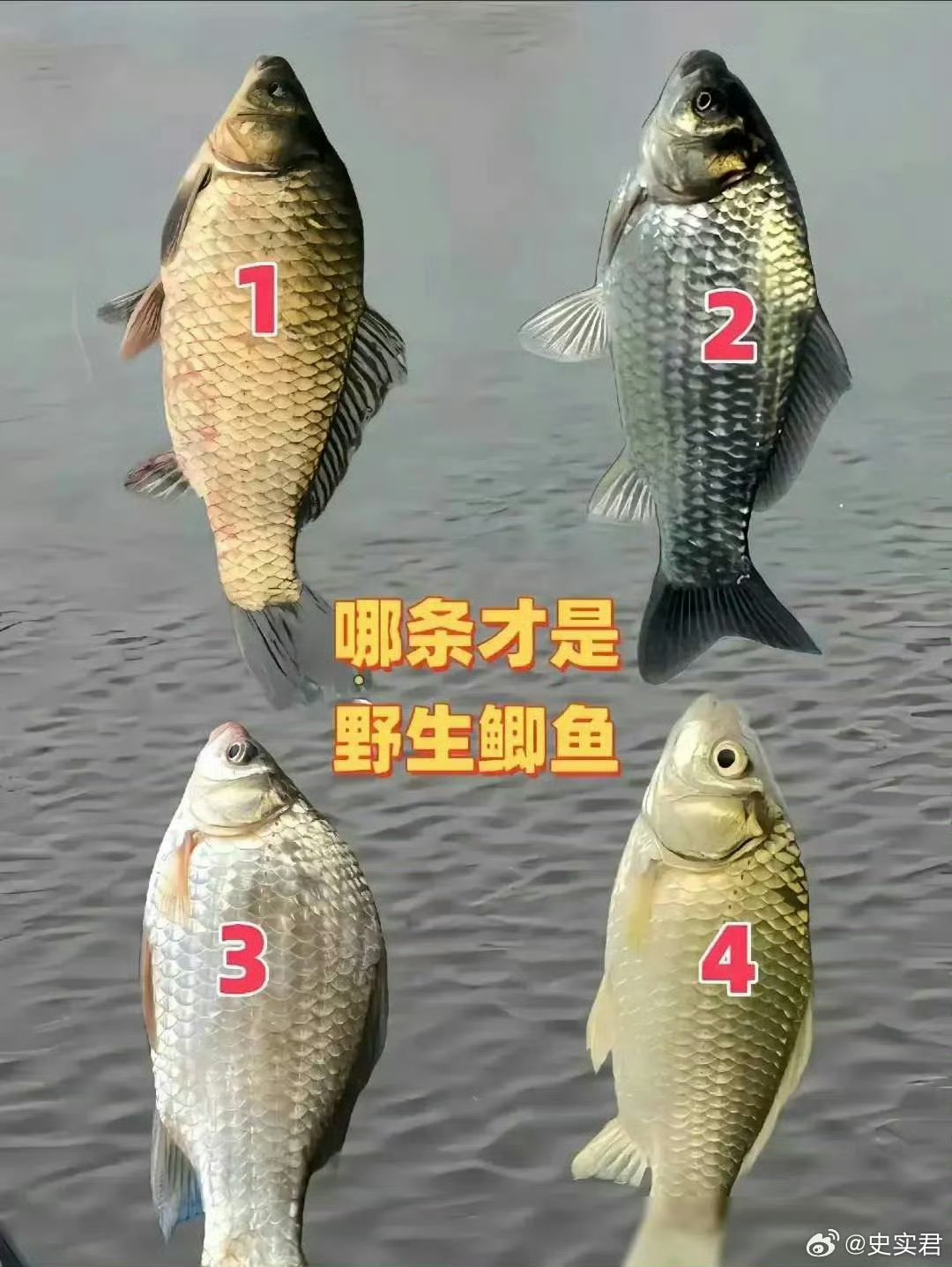 如何辨别真正的野生鲫鱼？