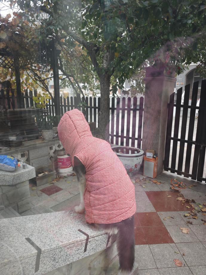 以为是小猫，没想到是狼外婆[doge]​​​