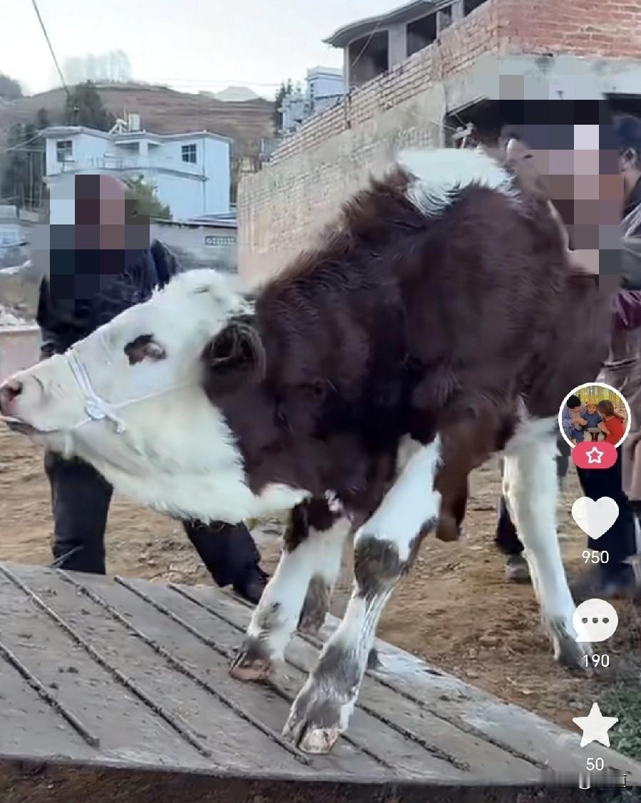 看到一养牛的农户买小牛。小牛还没断奶呢，一直都生活在妈妈身边。但自己也会吃草了