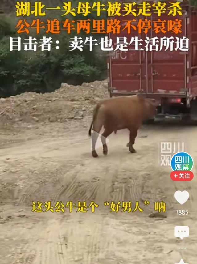 破防了！5月10日四川观察报道，湖北丹江口，母牛被买家拉去宰杀，朝夕相伴的公牛当