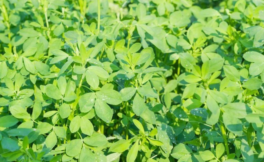 马上谷雨，老人说“谷雨吃3草，不往医院跑”，三草到底指什么？谷雨前后，气温回