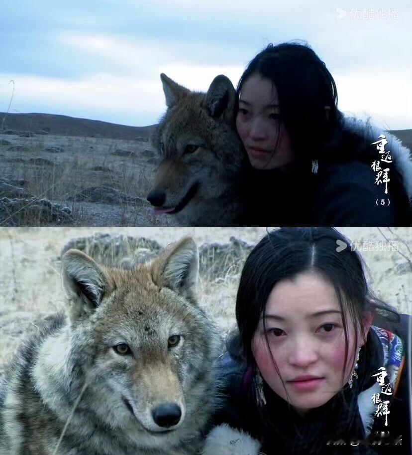 看到《重返狼群》这段眼泪根本止不住！格林真的是好孩子，人类杀了它的孩子，