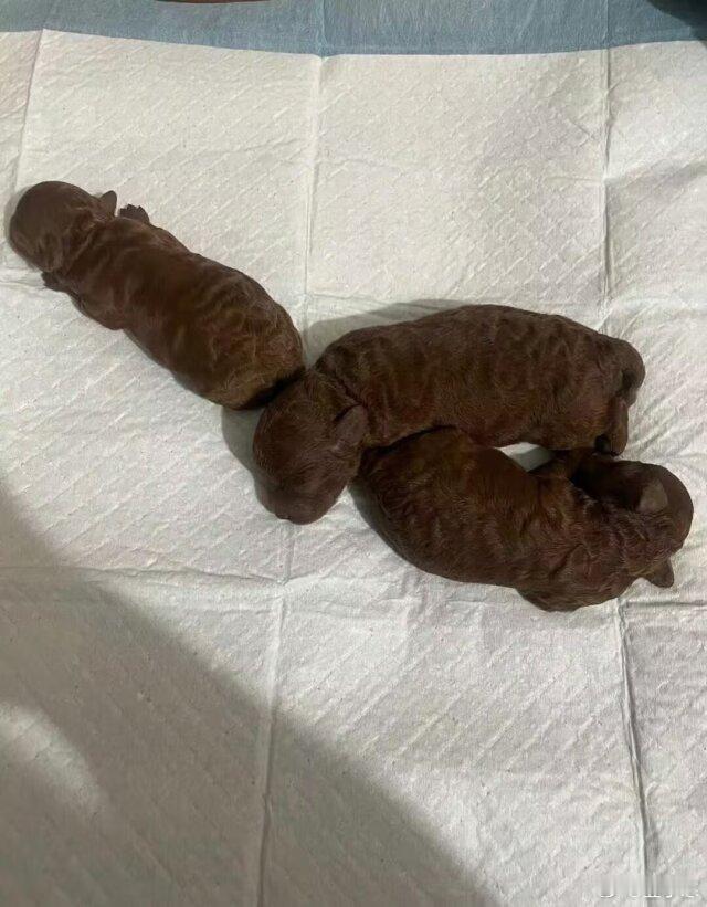这是刚出生的泰迪​​​