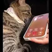 浙江一女子接到诈骗电话直接让宠物猫接听，在持续“猫声”回复后，诈骗人员无奈说“先