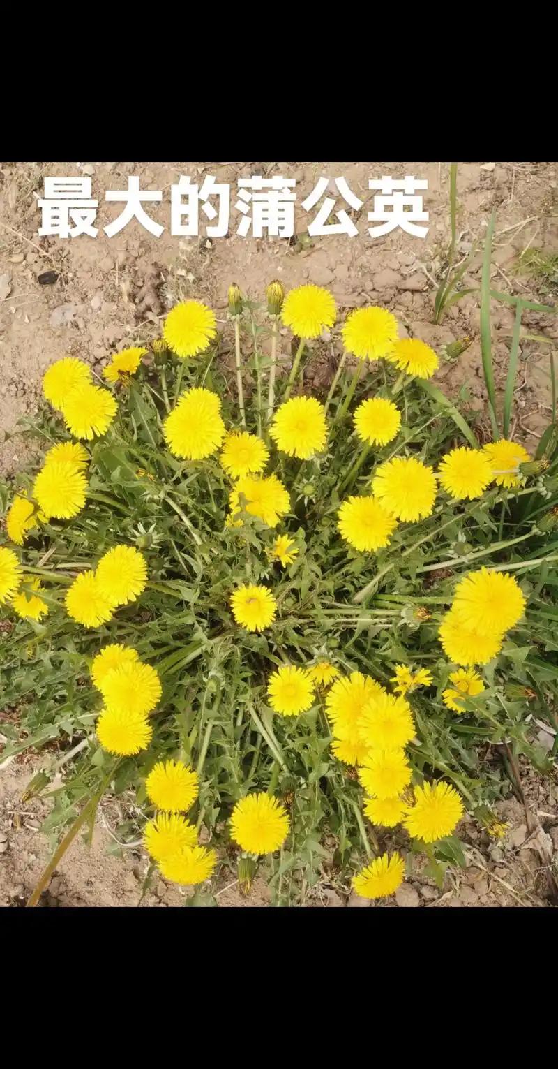 春日融融，万物复苏，柳树发芽了，小草这时候以从泥土里大摇大摆的窜出来，在微风中轻