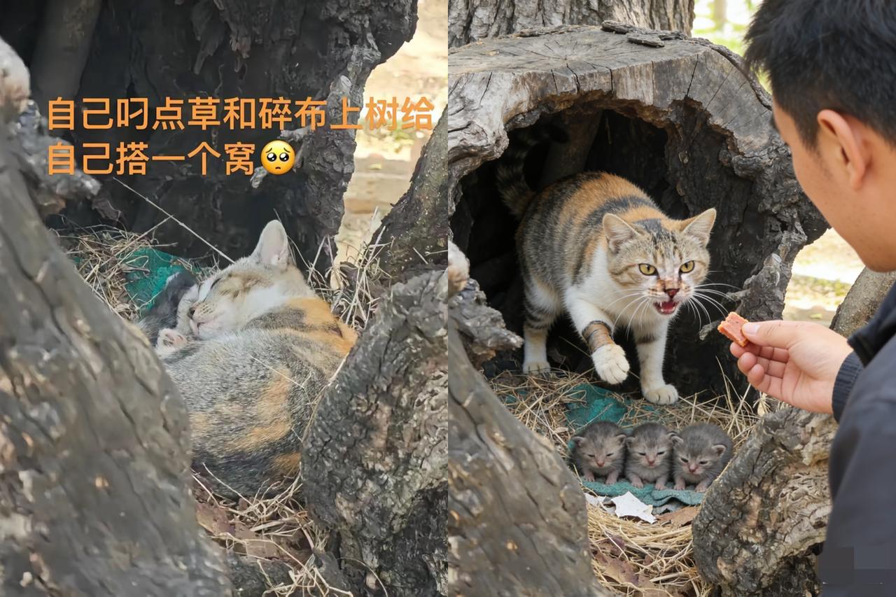 太可怜了！这天一位大哥去河边钓鱼，结果走到河边的草地上的时候，看到一只流浪猫居然