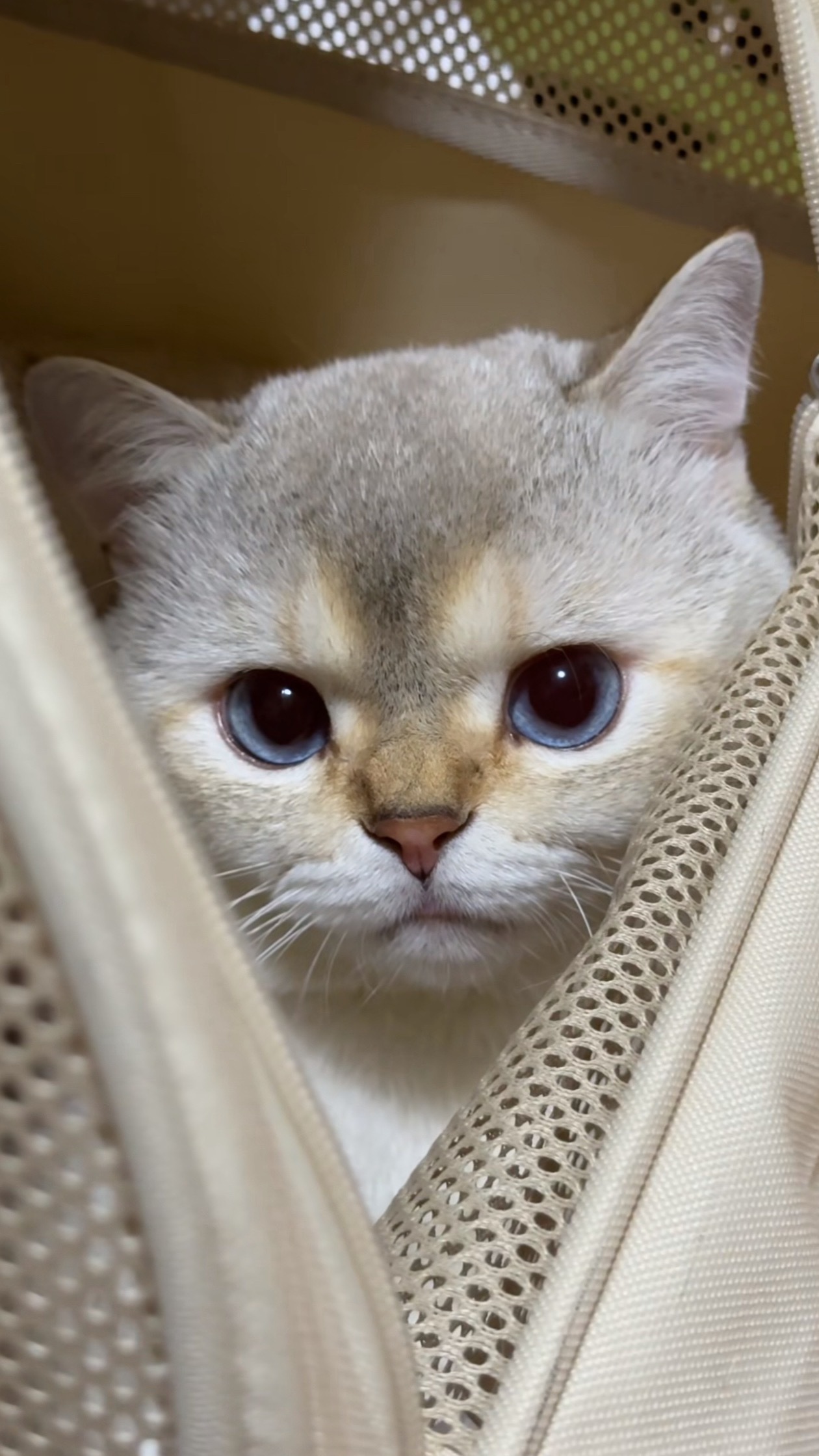 猫咪：我要出门几天，你可以照顾好自己吗🥹
