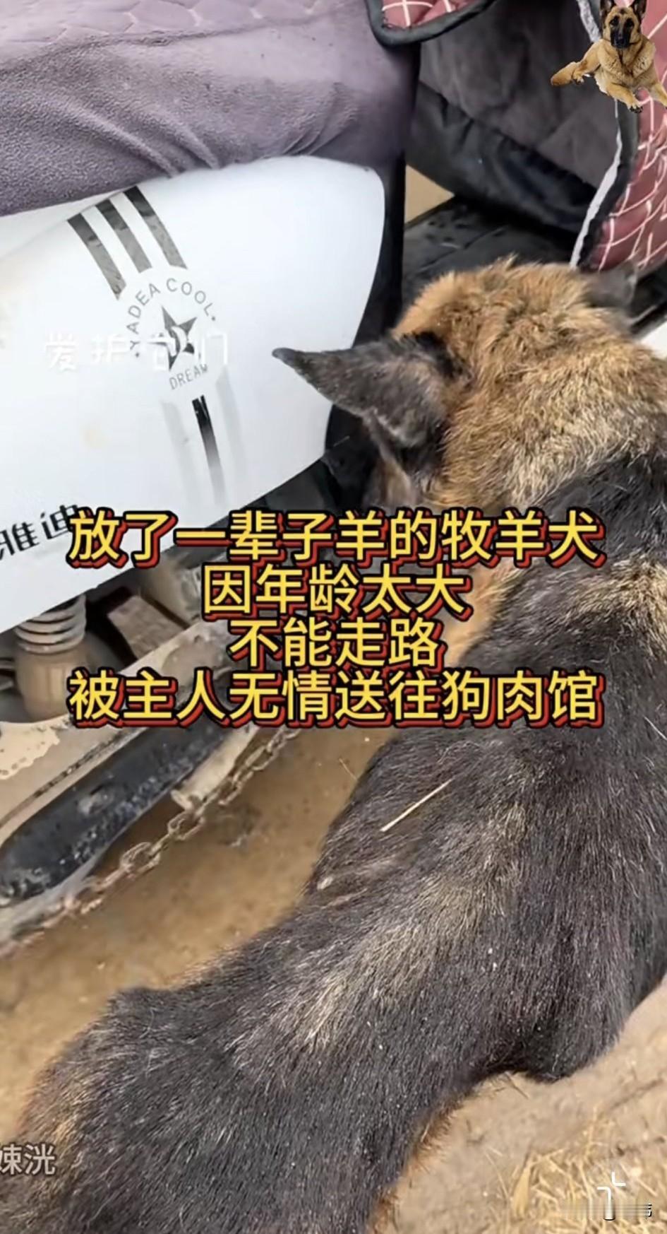 太可怜了！这是一只放了一辈子羊的牧羊犬，因为年龄太大，已经无法走路了，而且很多伤