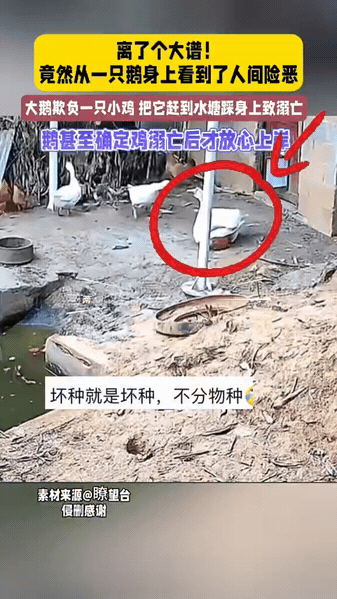 万万没有想到，12月7日报道一网友去家中鸡圈里喂鸡时，发现一只鸡淹死在鸡圈水池里