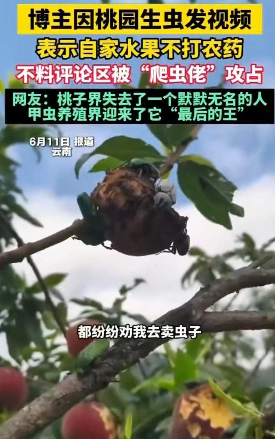 万万没有想到，云南，一男子家中桃园里的桃子因不打农药，被大量甲虫啃食，男子本想发